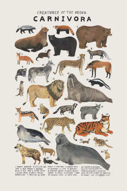 nevver:Animal Planet, Kelsey Oseid 