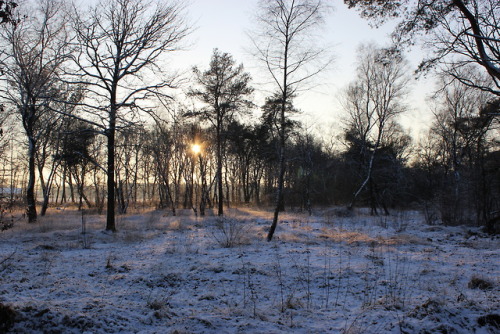 A winter walk. Gelderland, The Netherlands, winter 2014