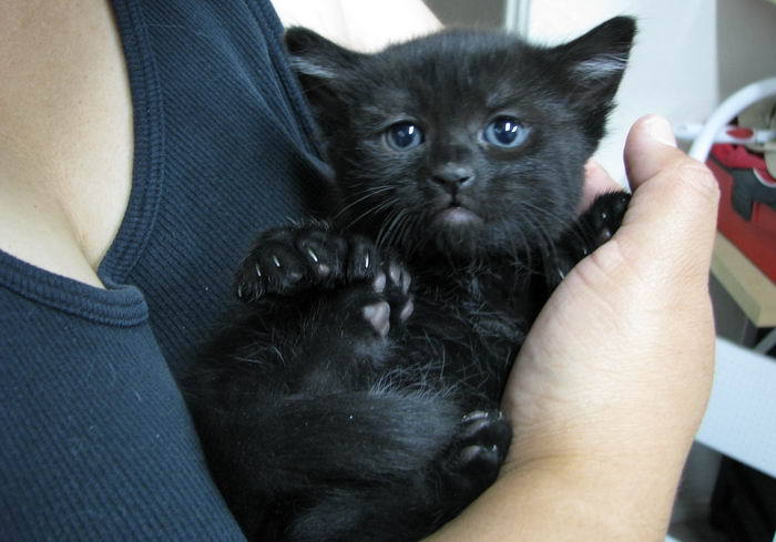 Cheer Up Post #4385 - Black Kittens Edition