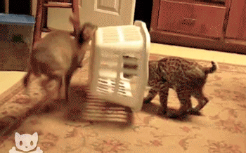 awwww-cute:  No More Mr (Source: http://ift.tt/1Ipz2pb)
