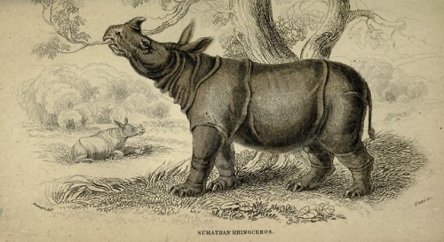 wapiti3: The naturalist’s library. (Mammals)  By Jardine, William, Sir, 1800-1874   