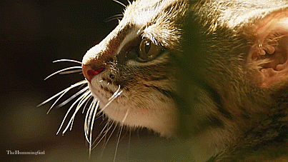 theperfectworldwelcome:  thehumming6ird:The Rusty Spotted Cat ~ ‘The smallest feline