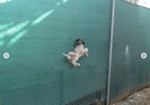 babyanimalgifs: Doggos doing what doggos do and stuck at random places