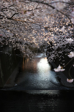 riri-neko:  sakura sunset by sakaida_design