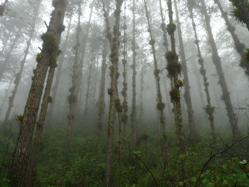 90377: Cloud_forest_side2 by Cookstoves on Flickr.