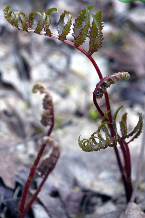 Fern Yogaby riverwindphotography, May 4, 2017
