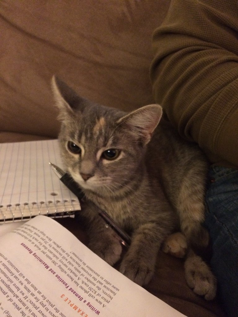 pet-corner:  My online calculus student uploaded this instead of a solution to a