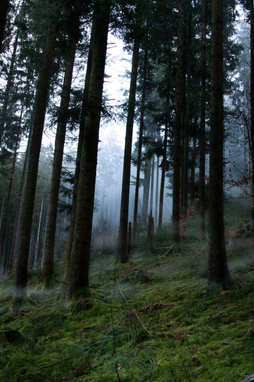 moody-nature: Foggy Black Forest | By Chris