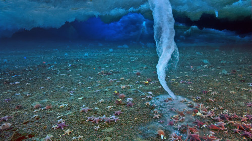 sixpenceee:  A brinicle is a long, vertical tube of ice formed beneath the sea. It is known as the icicle of death because it destroys everything it comes in contact with. It’s so cold that it causes the surrounding seawater to freeze around it. The