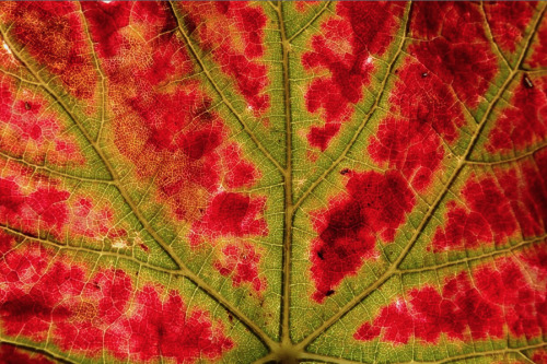 Porn Pics nubbsgalore:  leaf senescence begins with