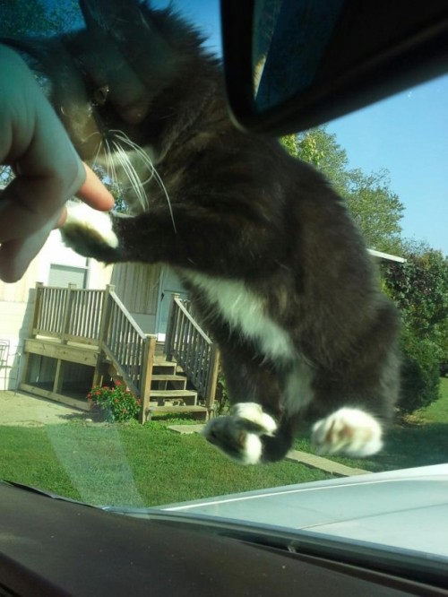 cute-overload:  Really Wants to Come Along http://cute-overload.tumblr.com 