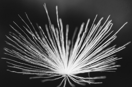 Flower Macro b/w