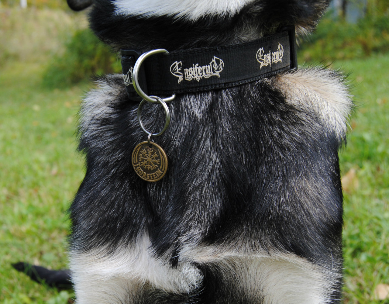 birchspirit:  viking puppy Vegvísir // Ensiferum