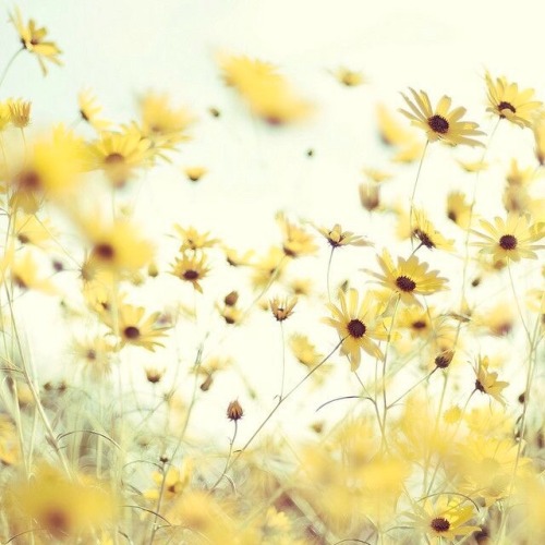 daisiesmakingchains:aesthetic / / Trevor Daley + soft yellow