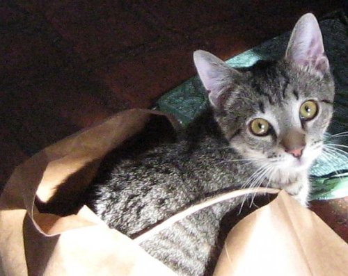 ohnopicturesofanothercat: An old kitten picture of Utley in a paper bag.