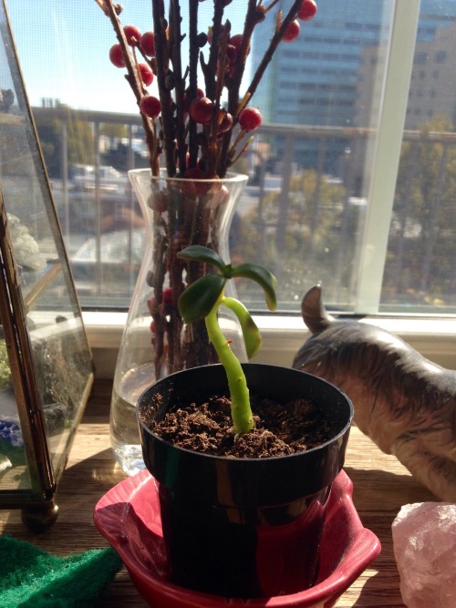 A tour of my desk plants