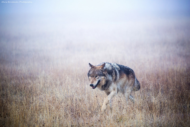 lonestray:  By Chrisdx3/Flickr