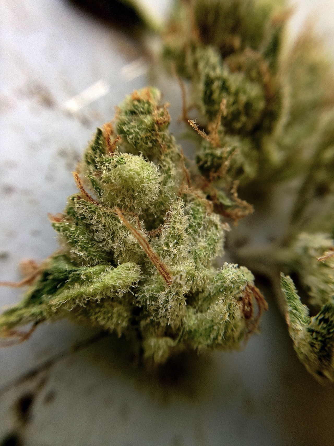 trichomephotography:  Tangie! Terps off the chain…