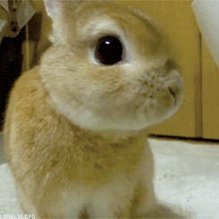 paynefullyinlovewith1d:  I’m in an animal phase right now…Deal with it bitchez. 