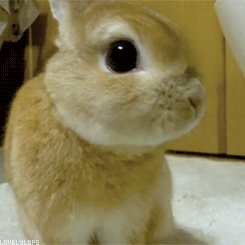 gonglyongjjong:  Happy Bunny Day ^^ (\__/)(=’.’=)(“)_(”)   Bunny fun