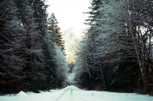 tangledleaves: (by famousweirdonion)
