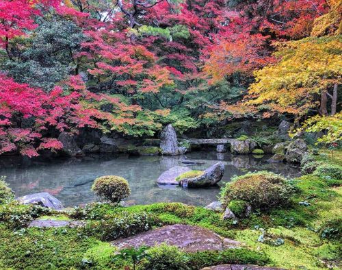 ⛳️1550. 蓮華寺庭園 Renge-ji Temple Garden, Kyoto 『京都以外にも日本各地に素晴らしい庭園がある、それを伝えたい！』というのが #おにわさん をやる上での強い想いな