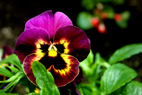 twilightsolo-photography:Purple and Yellow PansyFrom my garden last spring. ©twilightsolo-