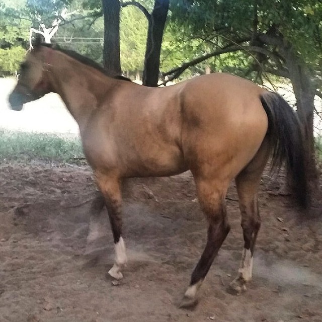 This is LaBella she is a 3 year old buckskin mare she has app to register, build stout! She is UTD on all great w farrier & has been saddled a few times - this mare is bred for speed! $2500 in Dallas, TX call or text 254-433-0806 #buckskin #mare...