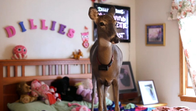 Meet Dillie, the rescued deer that rules the roost
Dillie the deer was rescued as a fawn. She now shares a home with her adoptive family and has even inspired a book.