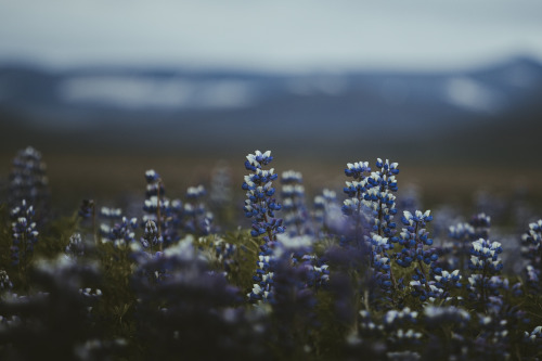 marinanawe:by marina weishaupt (500px / flickr / instagram)