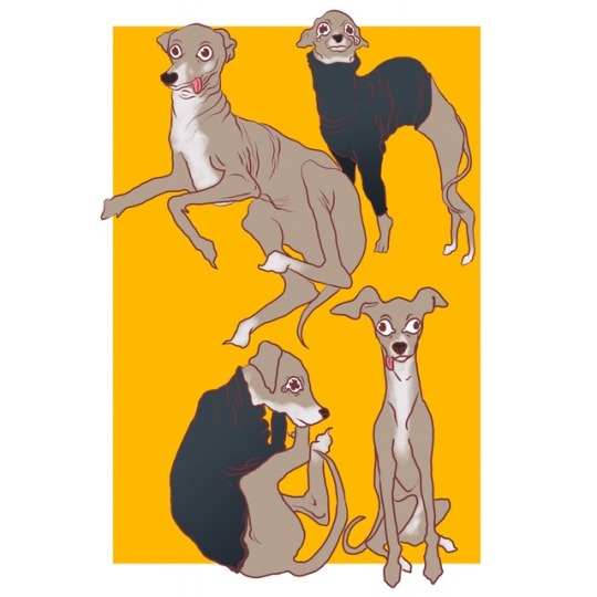 alareyess:  Jenna Marbles dog Cermet  
