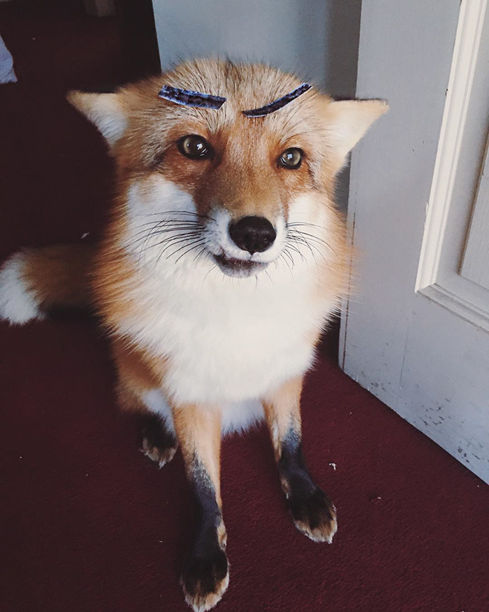 friendswithmysister:awesome-picz:  Meet Juniper, The Pet Fox Who’s Basically An