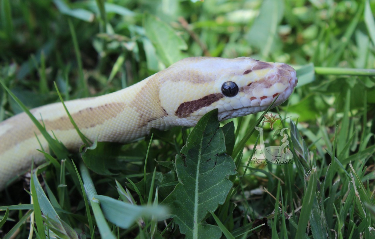 i-m-snek:  Raina shed and is just so beautiful. I will never understand how these