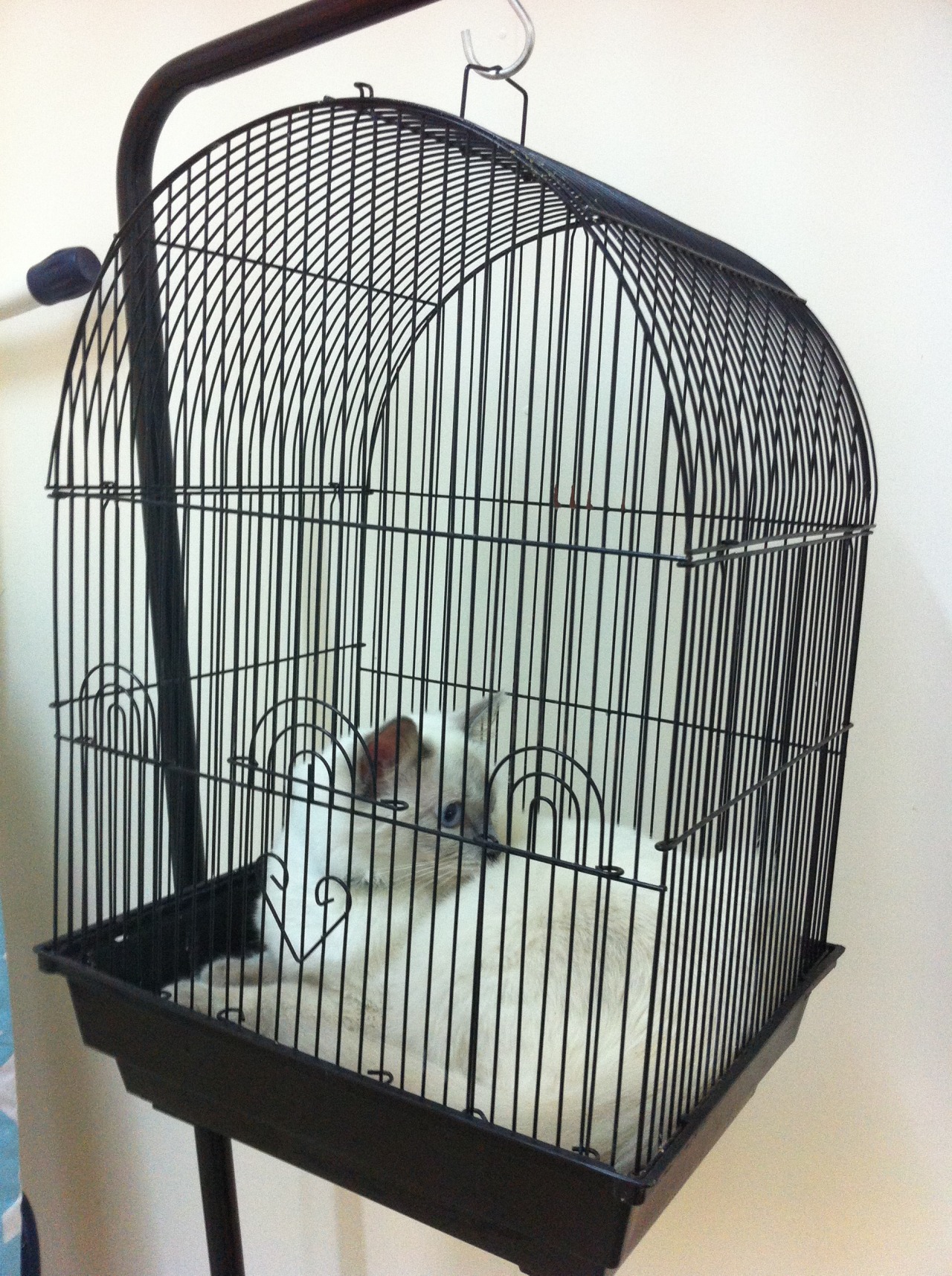 getoutoftherecat:  cat, what are you doing in there? you are not a bird! 