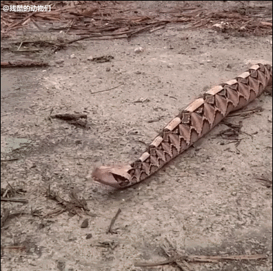 doodle-dog-diary:spleen9000:corvidable:peetbools:peetbools:i love gaboon vipers why