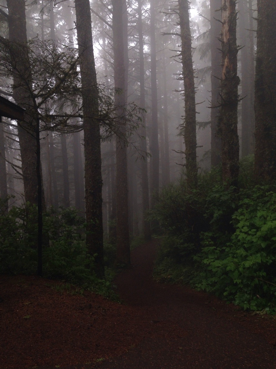 cheshireskitt3n:  things-inbetween:  severae:  oregon coastal forests are something