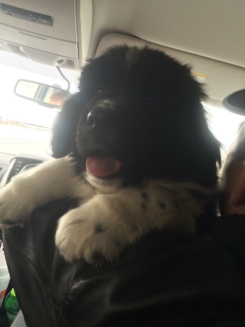 legalwifi: rorsharts: Some of my fav car shots of Theo THIS DOG IS ADORABLE