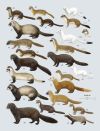 i-am-fert:evilsanlang:ermine stoat weasel porn pictures