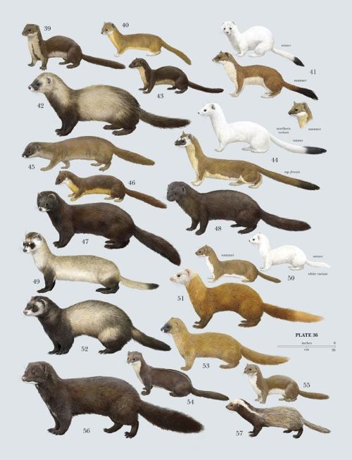 i-am-fert:evilsanlang:ermine stoat weasel mink ferret polecat the genus mustela just