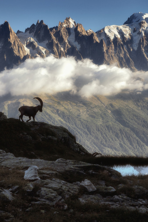 lsleofskye:le bouquetin et le mont blanc