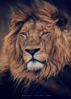 earthandanimals:   Portraits from the wilderness