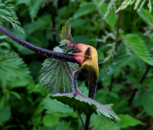 Puccinia urticata on Urtica dioicaIt’s hard to walk by banks covered in common nettle without notici