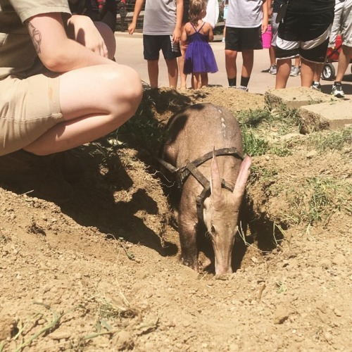 An ambassador #aardvark at the #omahazoo digs into a small planted area while zoo guests watch. Harn