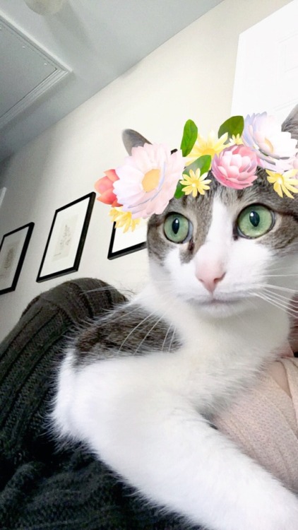 unflatteringcatselfies:  Poe is a pretty boy