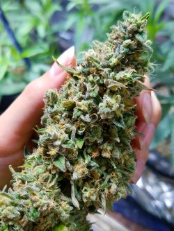 doobiedrewbie:  Freshly trimmed Dairy Queen. 💚