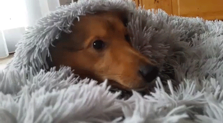 doggosource:hiding from responsibilities like
