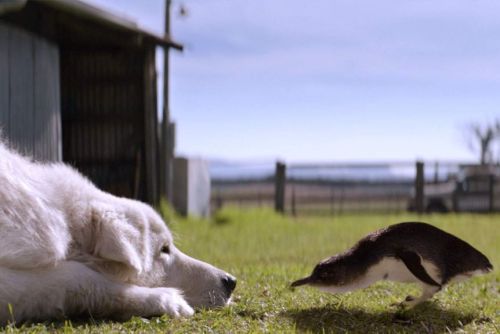 livestockguardiangod:Maremma Sheepdog serving as a penguin protection dog in Australia, source.