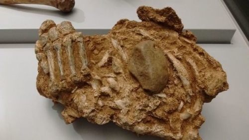 Neanderthal bones from the Cueva del Sidrón (Spain).  TheseNeanderthals may have been killed and eat