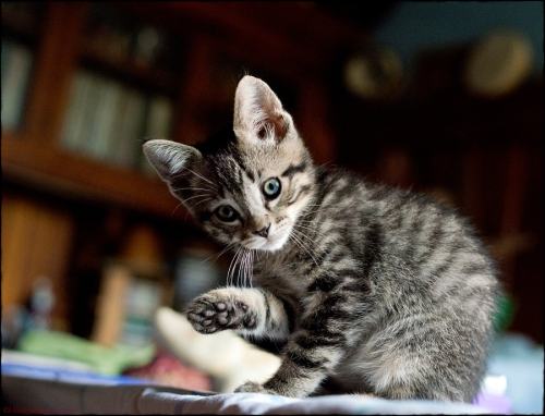 magical-meow:Kitty by Hillary Turner on 500px.com