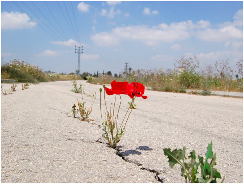 blue-eyed-devil-88: mujeristaxicana: nothing says hope quite like flowers growing through the cra